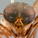 Image of Cydistomyia philipi Burger 1982