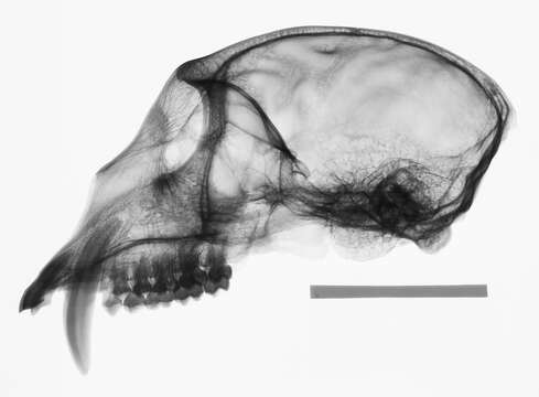 Image of Cercopithecus nictitans nictitans (Linnaeus 1766)