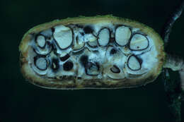 Image of Tontelea cylindrocarpa (A. C. Sm.) A. C. Sm.