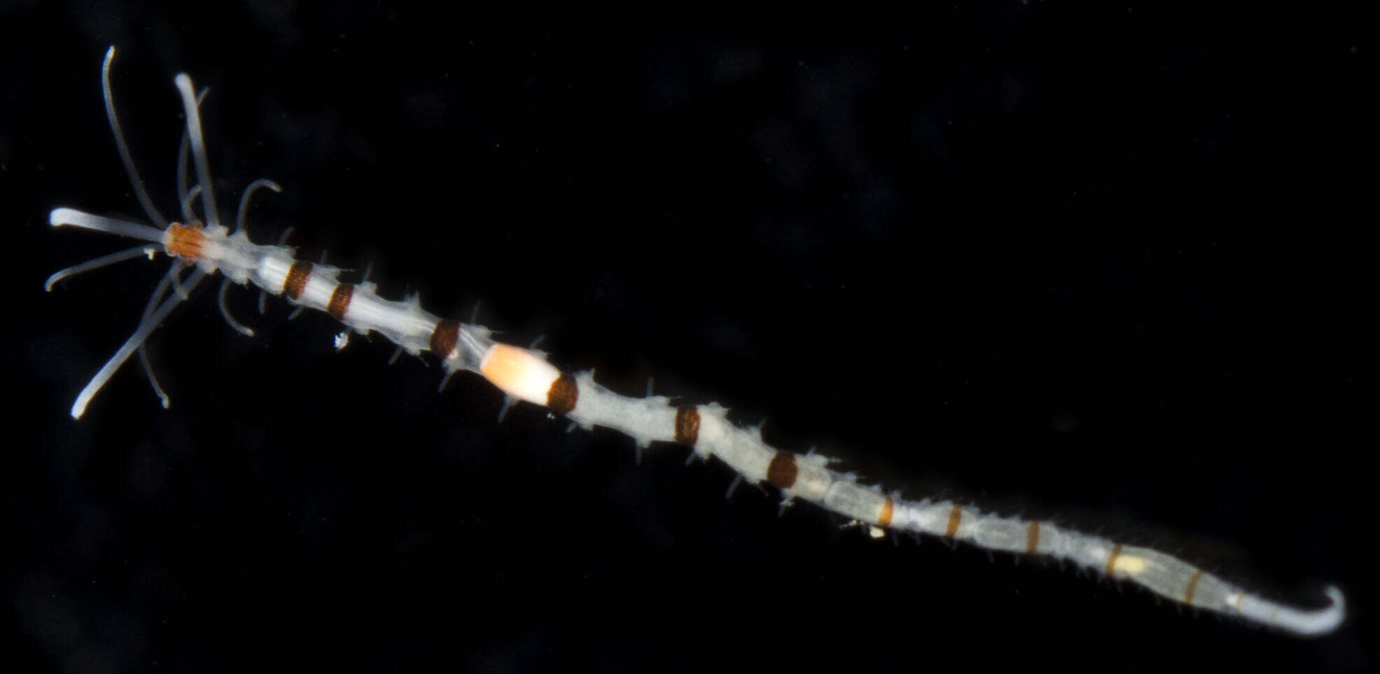 Image of red-white-and-blue worm