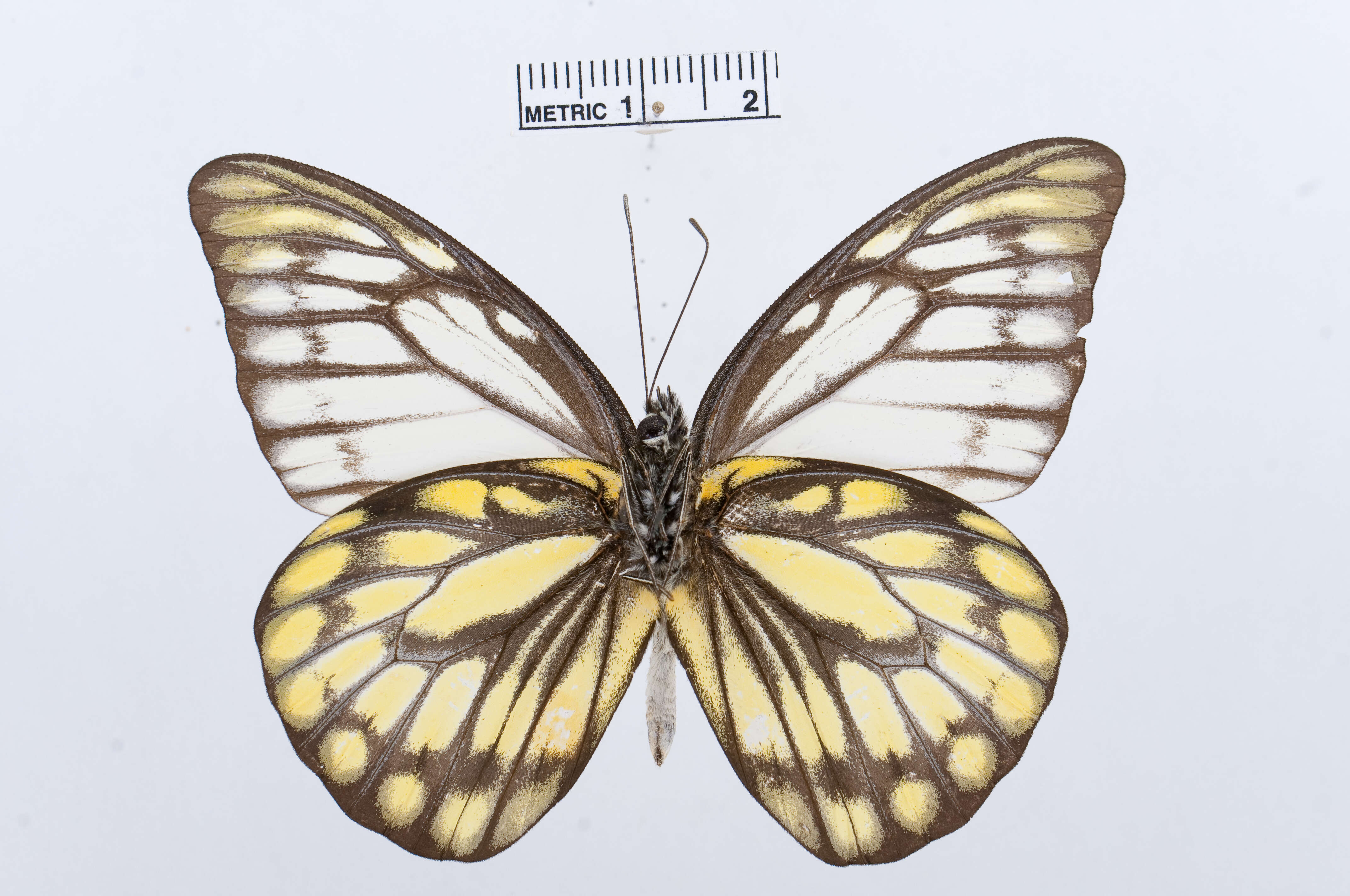 Image of Prioneris thestylis (Doubleday 1842)