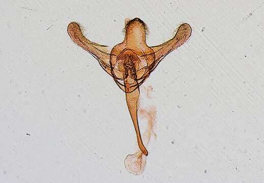 Image of <i>Tineopsis theobromae</i> Dyar