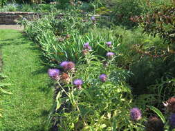 Image de Cynara cardunculus L.