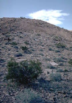 Imagem de Oenothera cavernae Munz