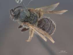 Image of Halictus