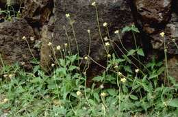 Image de Tridax procumbens L.