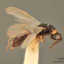 صورة Tetramesa maculata (Howard 1896)