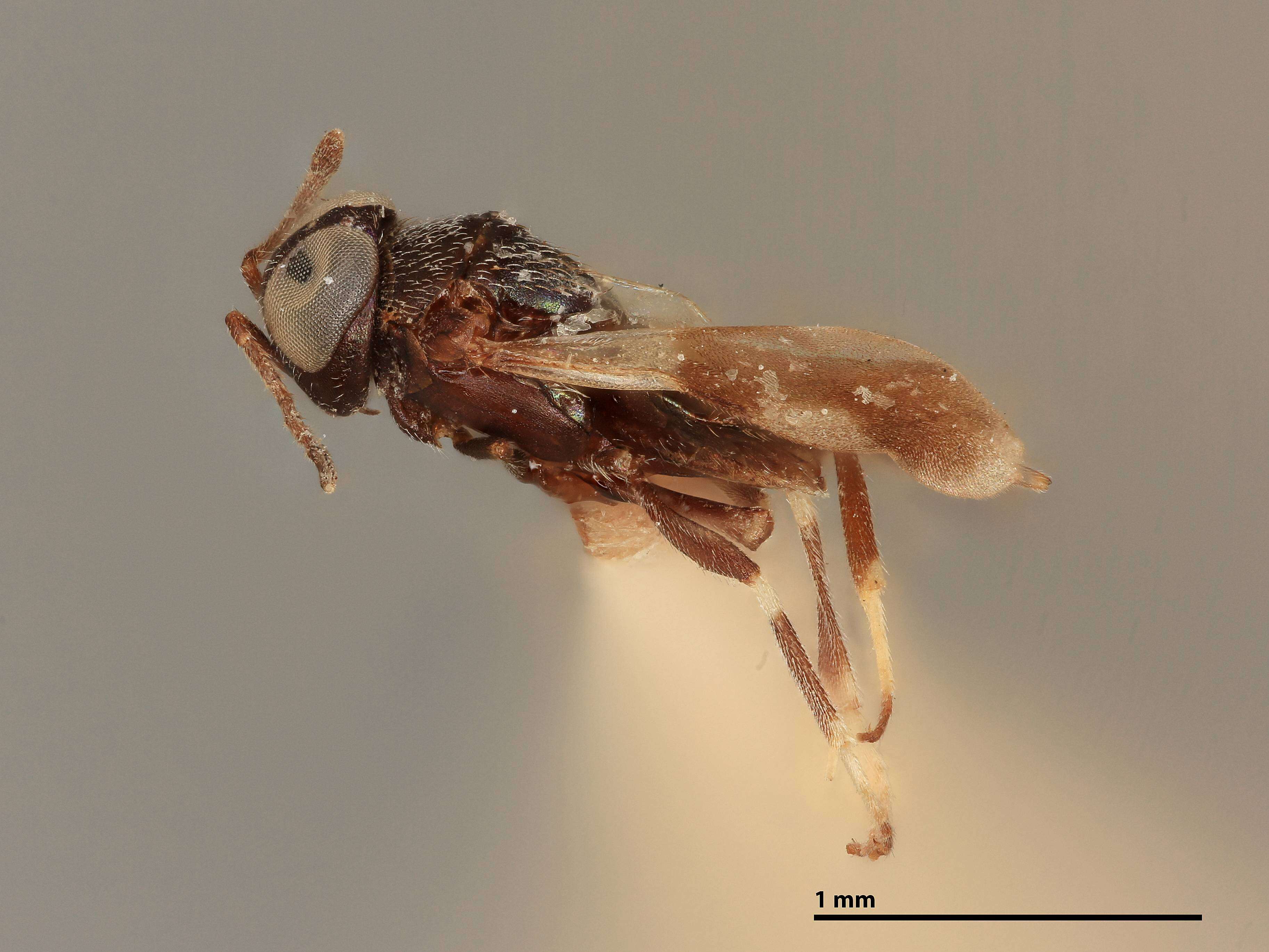 Image of Neabrolepoideus bioculatus Girault 1917