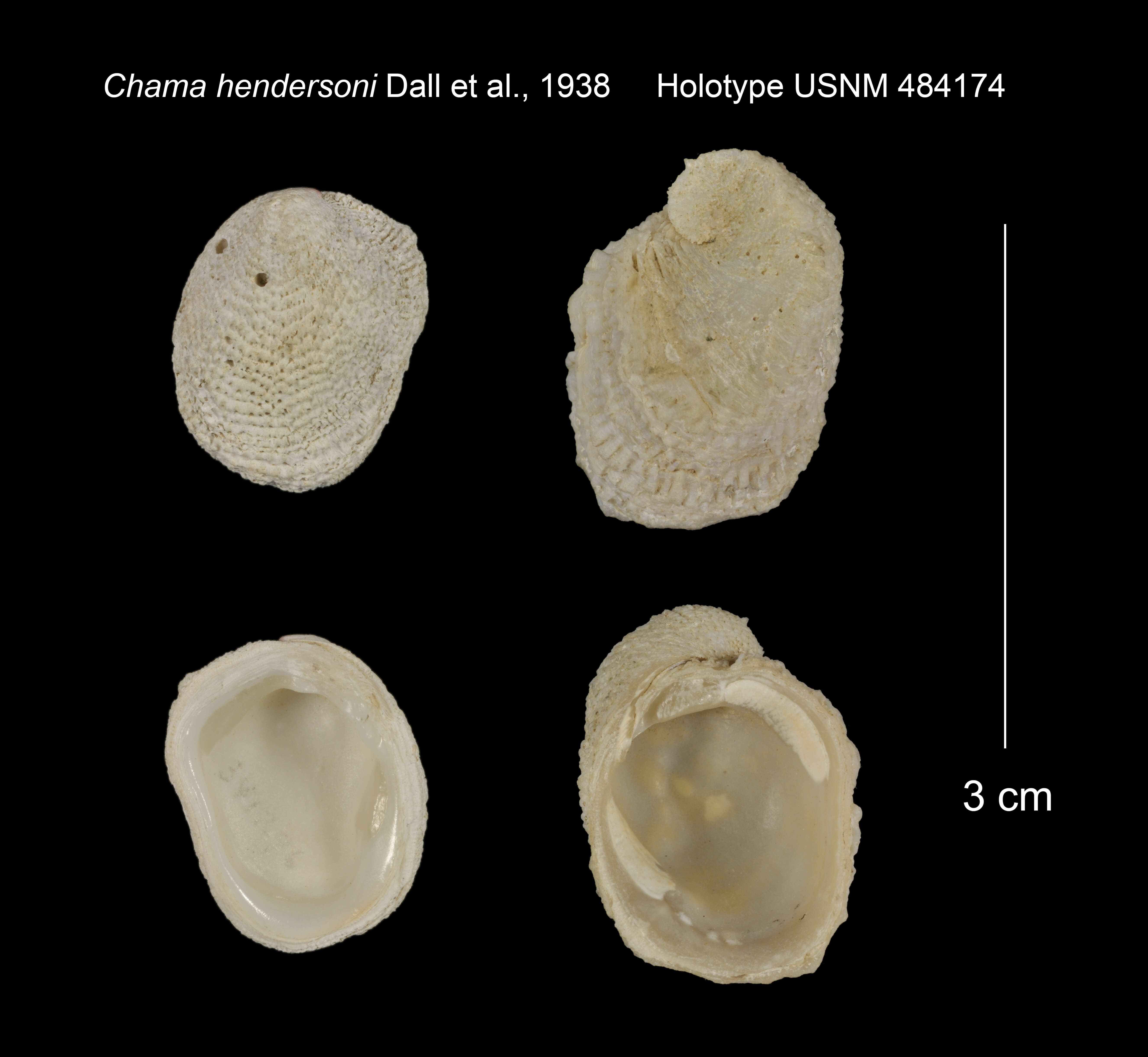 Image de Chama asperella Lamarck 1819