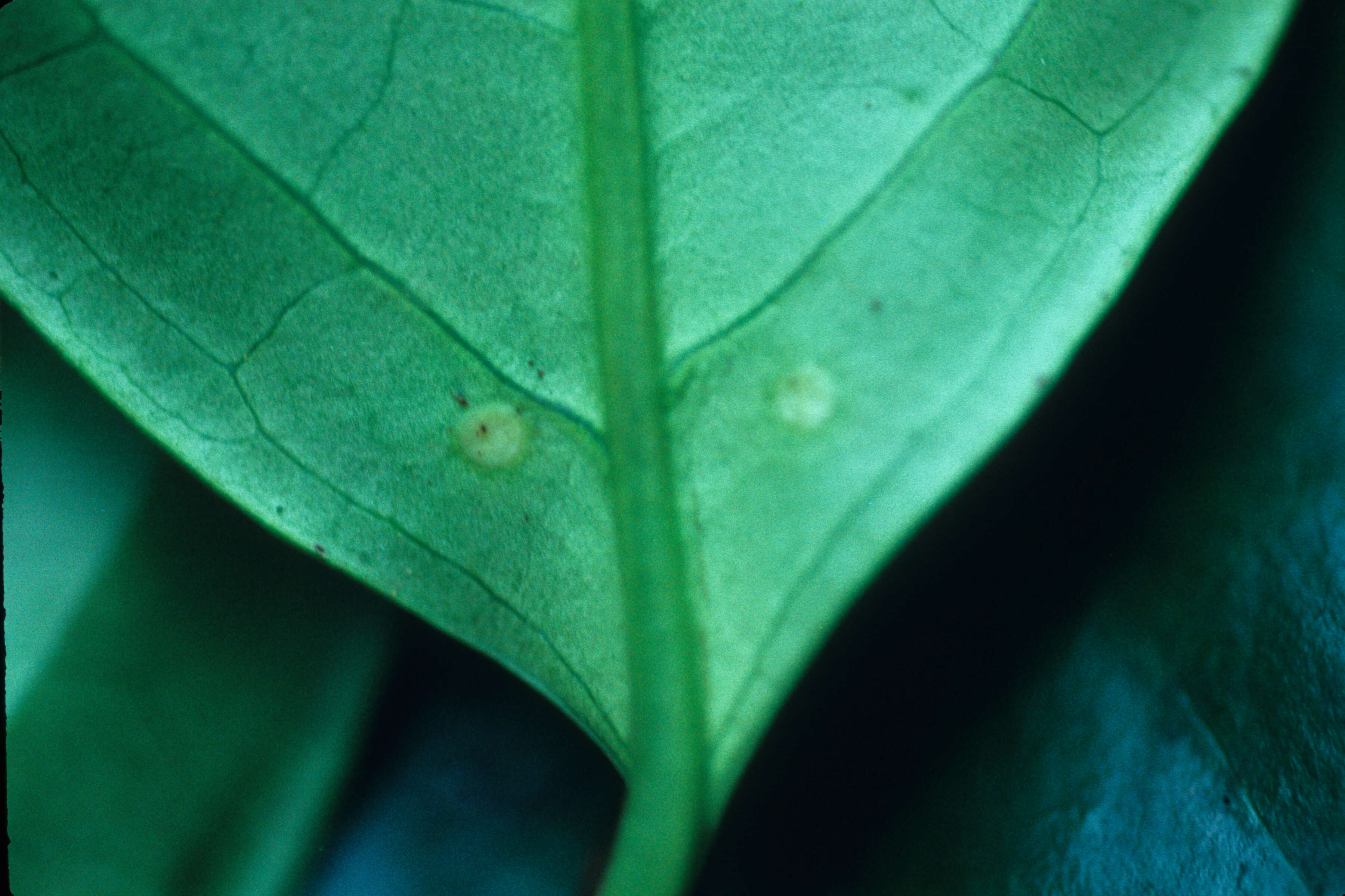 Image of Alibertia latifolia (Benth.) K. Schum.