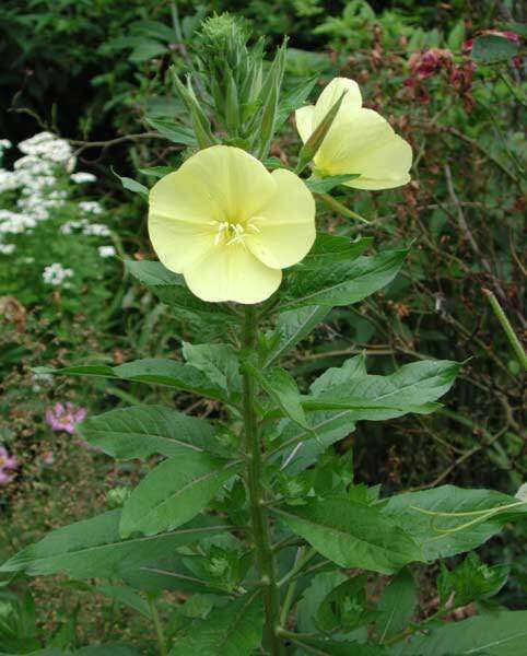 Image of redsepal evening primrose