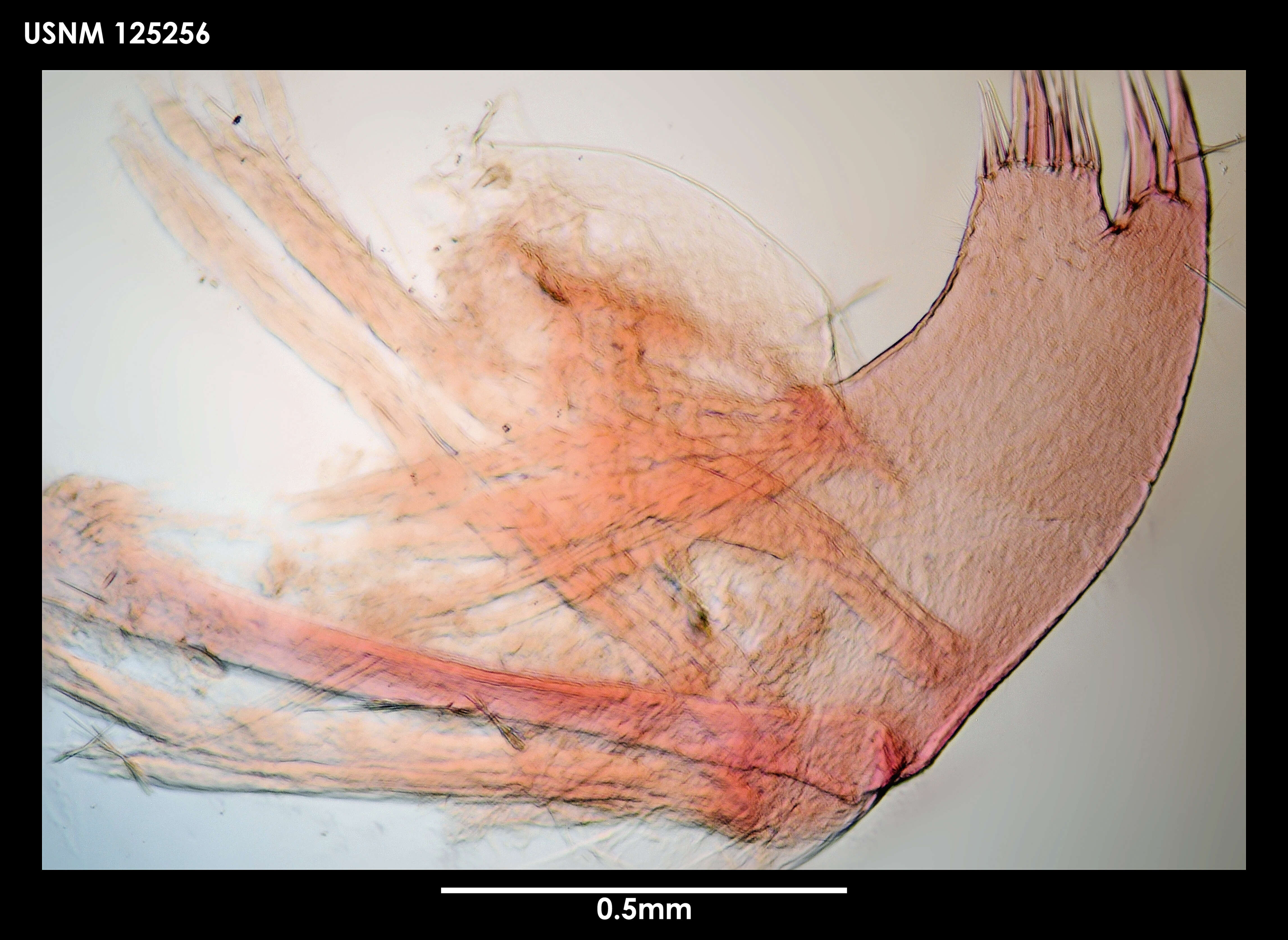 Image of Teloscalpellum latusculum (Newman & Ross 1971)