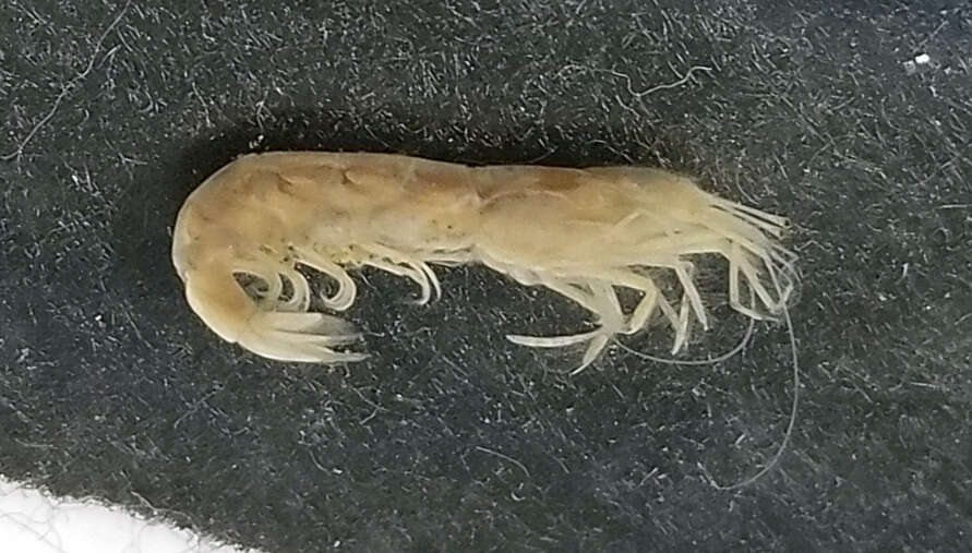 Image of estuarine long-eyed shrimp