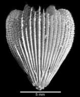 Image of Cryptotrochus carolinensis Cairns 1988