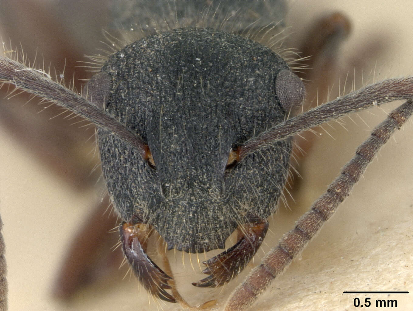 Image de Polyrhachis hirsuta Mayr 1876