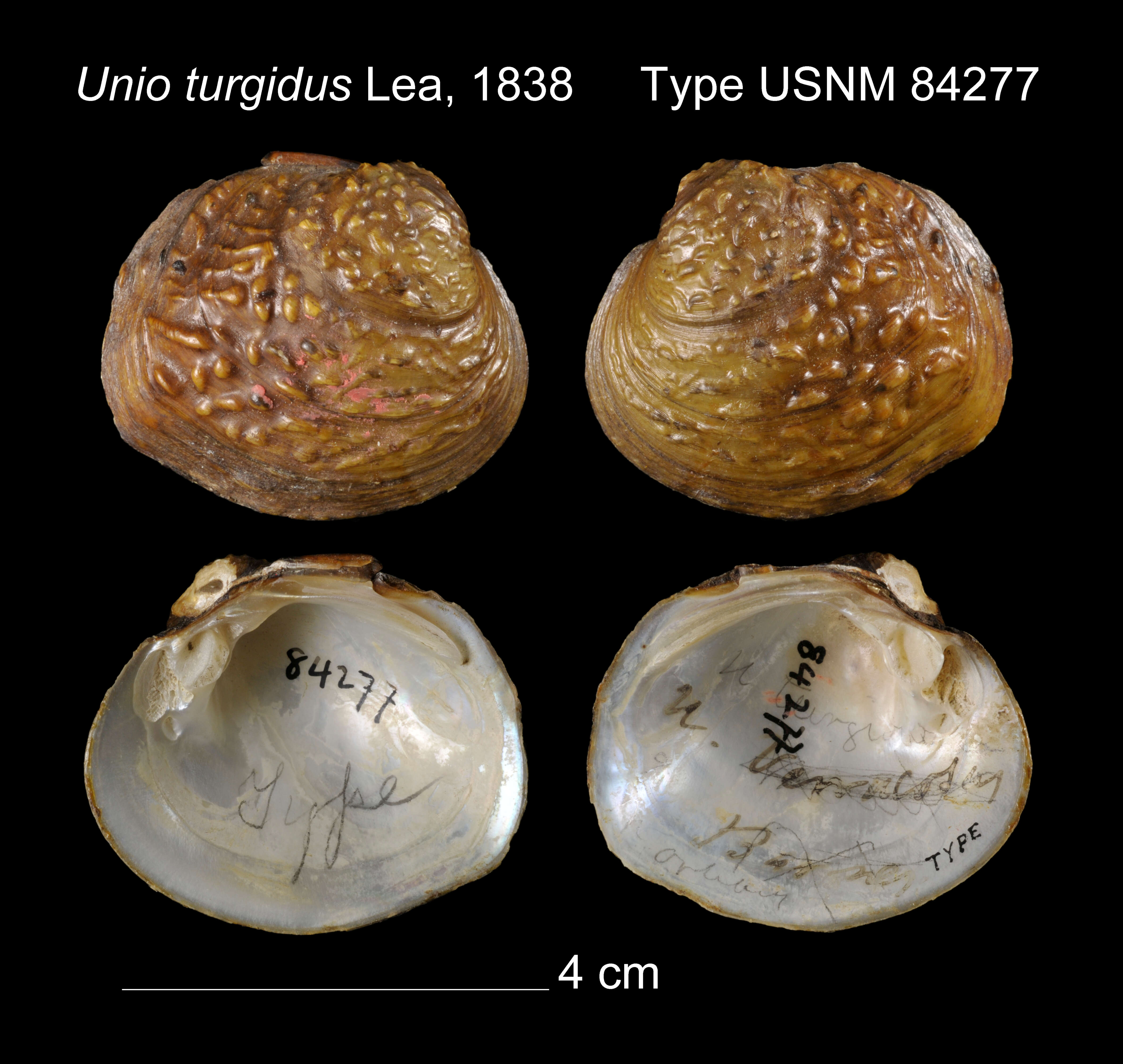 Image of Unio turgidus I. Lea 1838