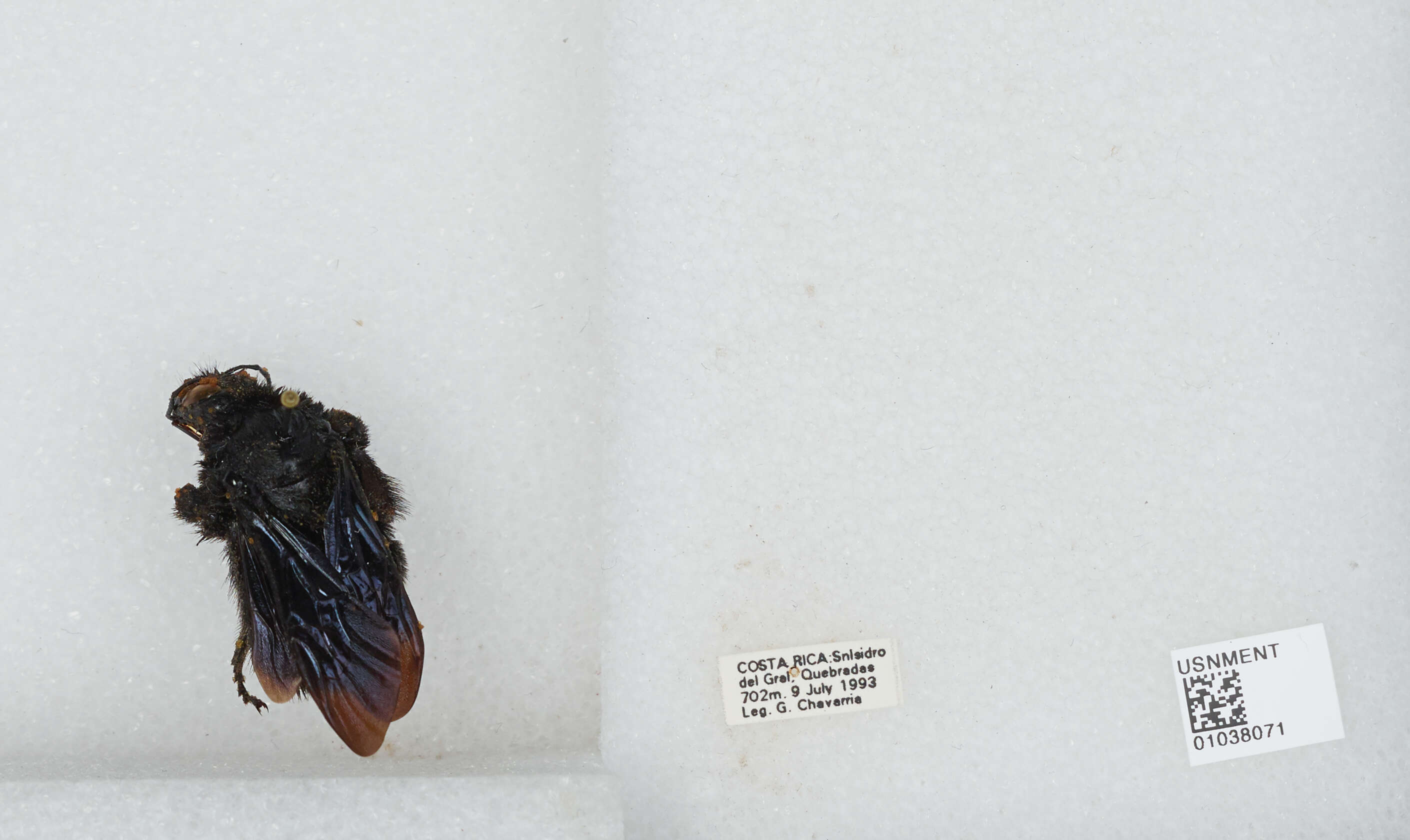 Image of Bombus pullatus Franklin 1913