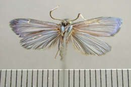 Image of Chrysochlorosia Hampson 1900