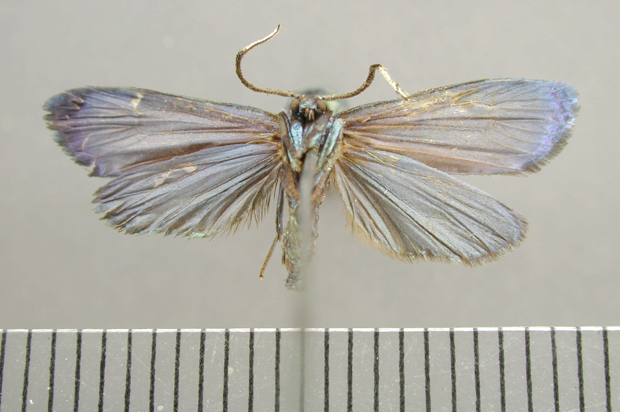 Chrysochlorosia Hampson 1900 resmi