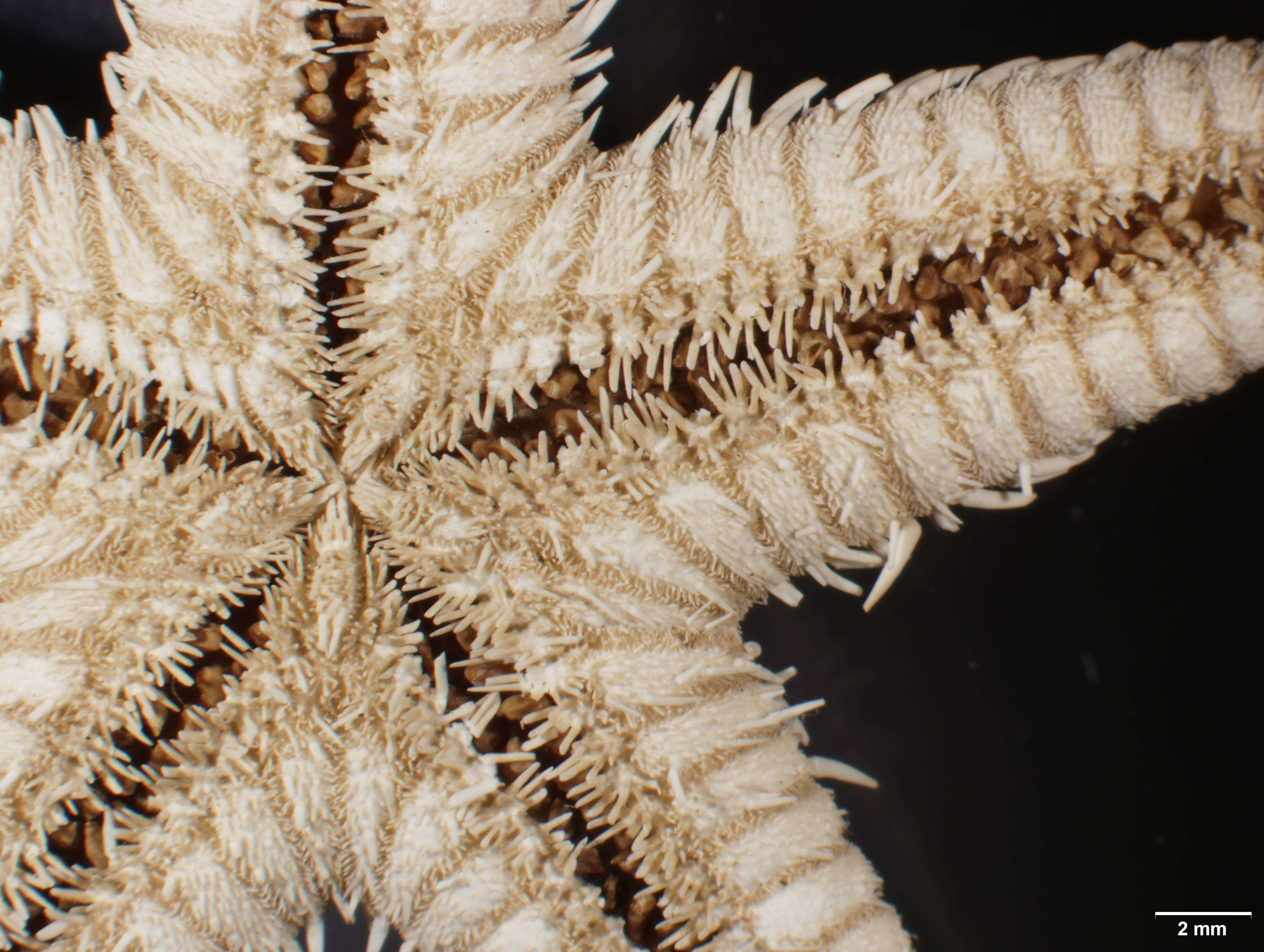 Image of Astropecten nitidus Verrill 1915