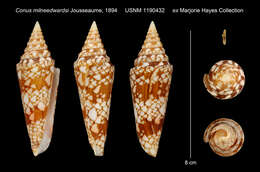 صورة Conus milneedwardsi Jousseaume 1894