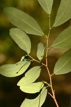 Image of Gymnanthes discolor (Spreng.) Müll. Arg.