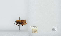 Image of Bombus atripes Smith 1852