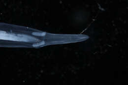 Image of Sagittoidea