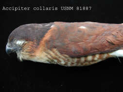 Accipiter collaris Sclater & PL 1860的圖片