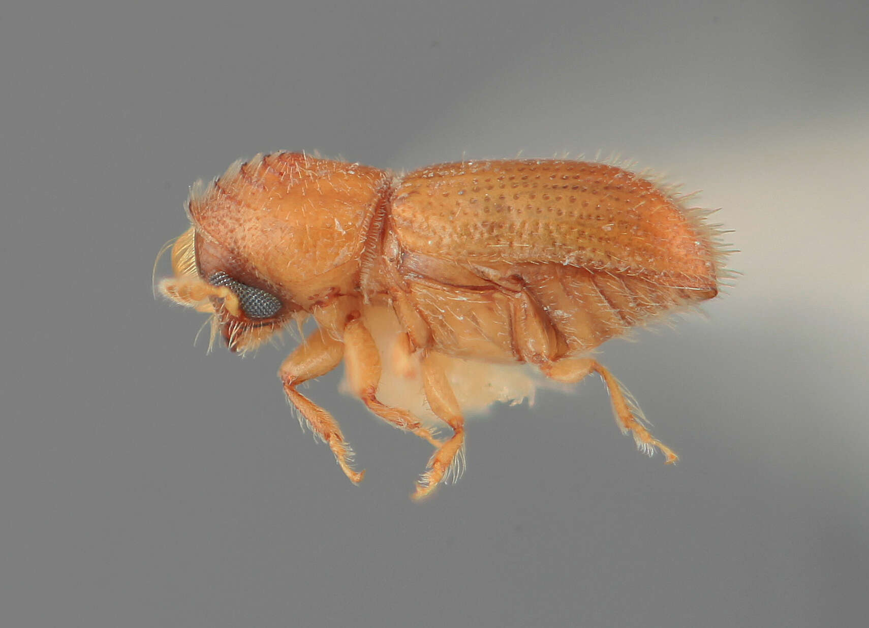 Image of Pityophthorus burserae Wood 1976