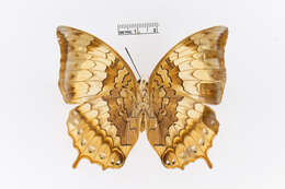 Charaxes psaphon Westwood 1848的圖片