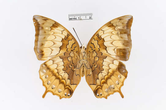 Charaxes psaphon Westwood 1848的圖片