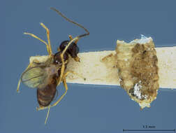 Image of Parasitoid wasp