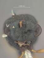 Image of Stilbula mysorensis (Mani & Dubey 1974)