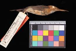 Image de Ramphocaenus melanurus panamensis Phillips & AR 1991