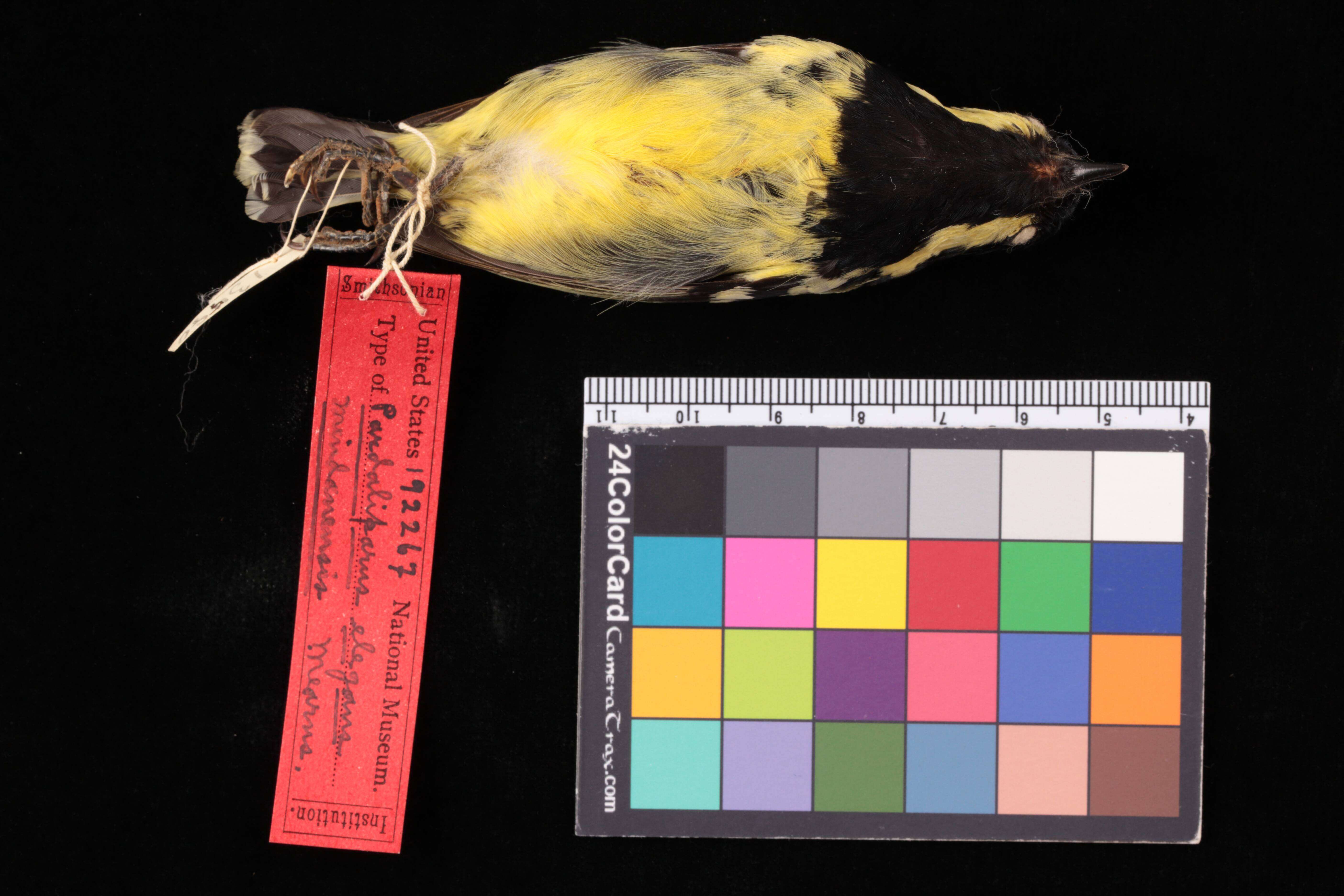 Image of <i>Parus elegans</i>