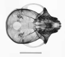 Слика од Macaca cyclopis (Swinhoe 1863)