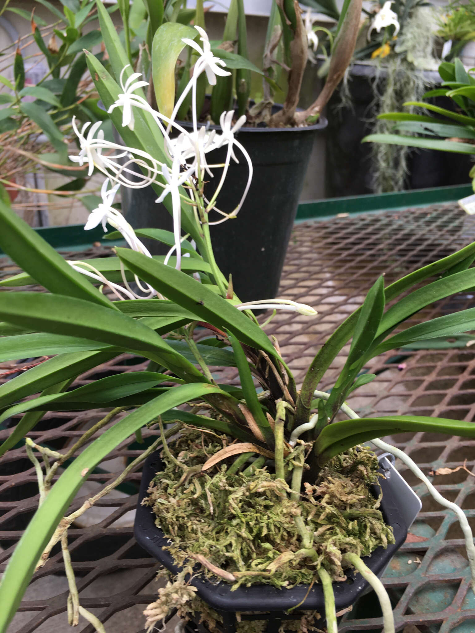 Image of Vanda falcata (Thunb.) Beer