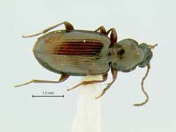 Image of Bembidion (Notaphus) dejectum Casey 1884