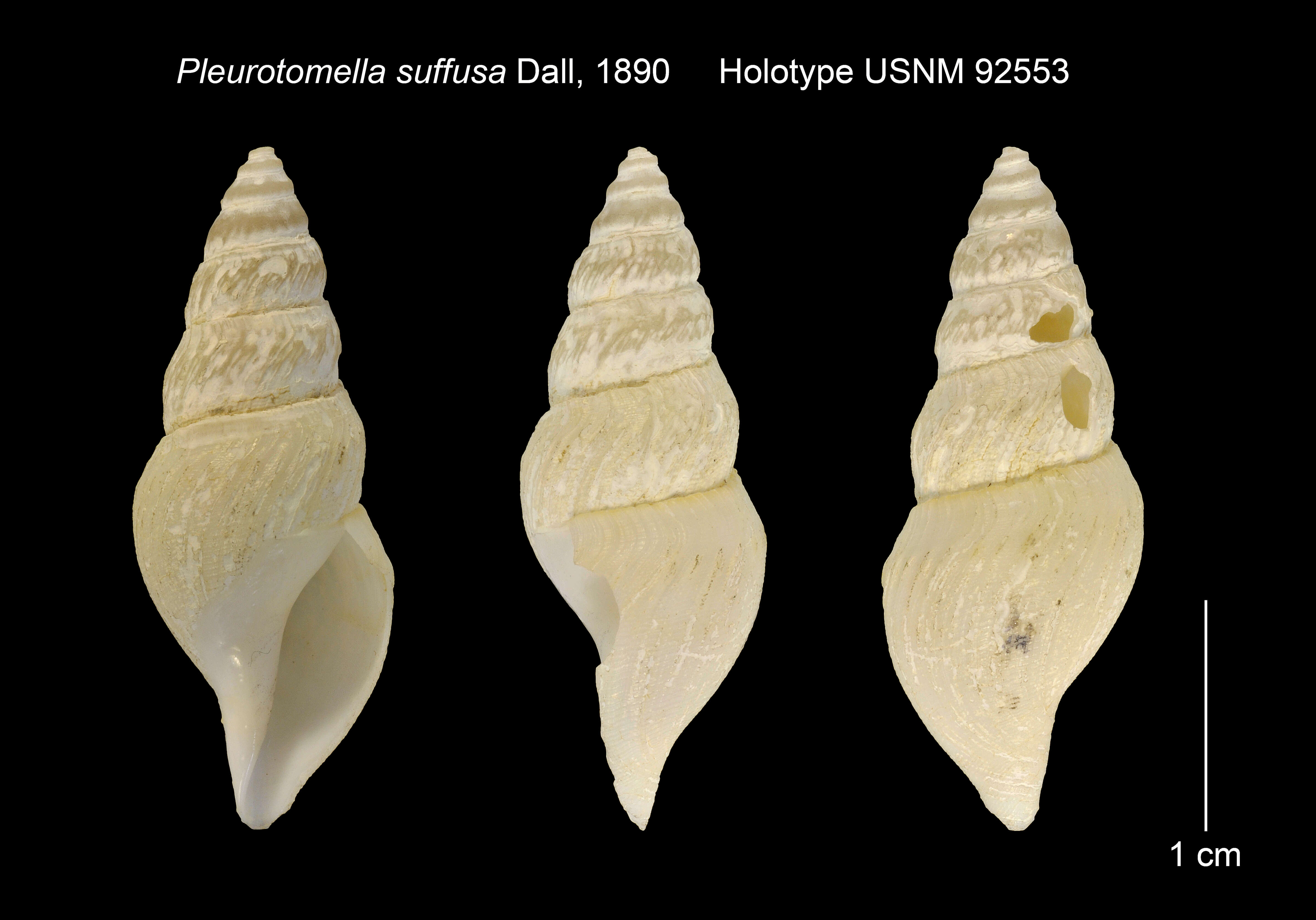 Sivun Pleurotomella A. E. Verrill 1872 kuva