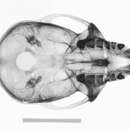 Image of Macaca fascicularis philippinensis I. Geoffroy Saint-Hilaire 1843