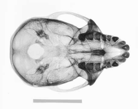 Image of Macaca fascicularis philippinensis I. Geoffroy Saint-Hilaire 1843
