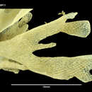 Image of <i>Camptoplites retiformis</i>