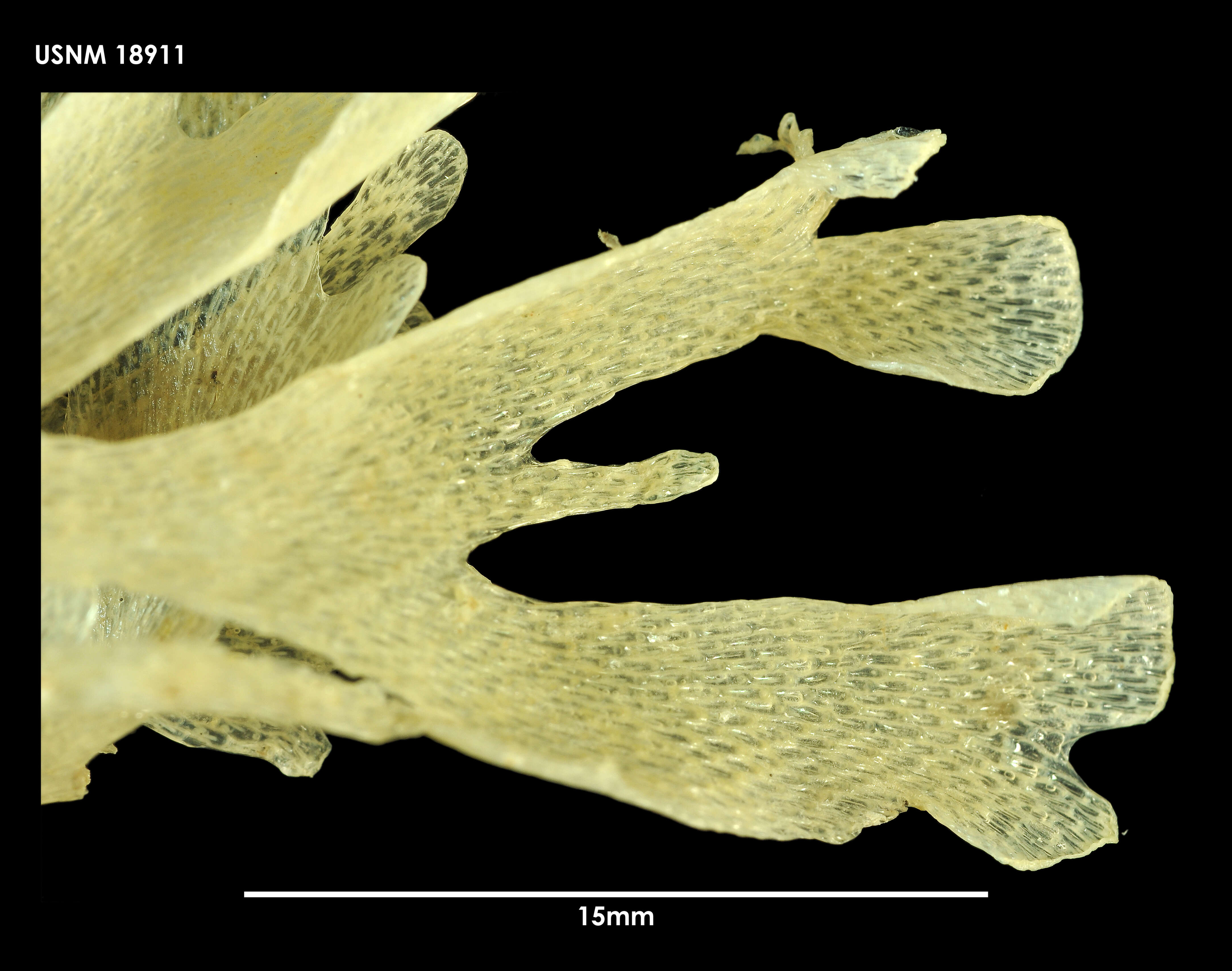 Image of <i>Camptoplites retiformis</i>