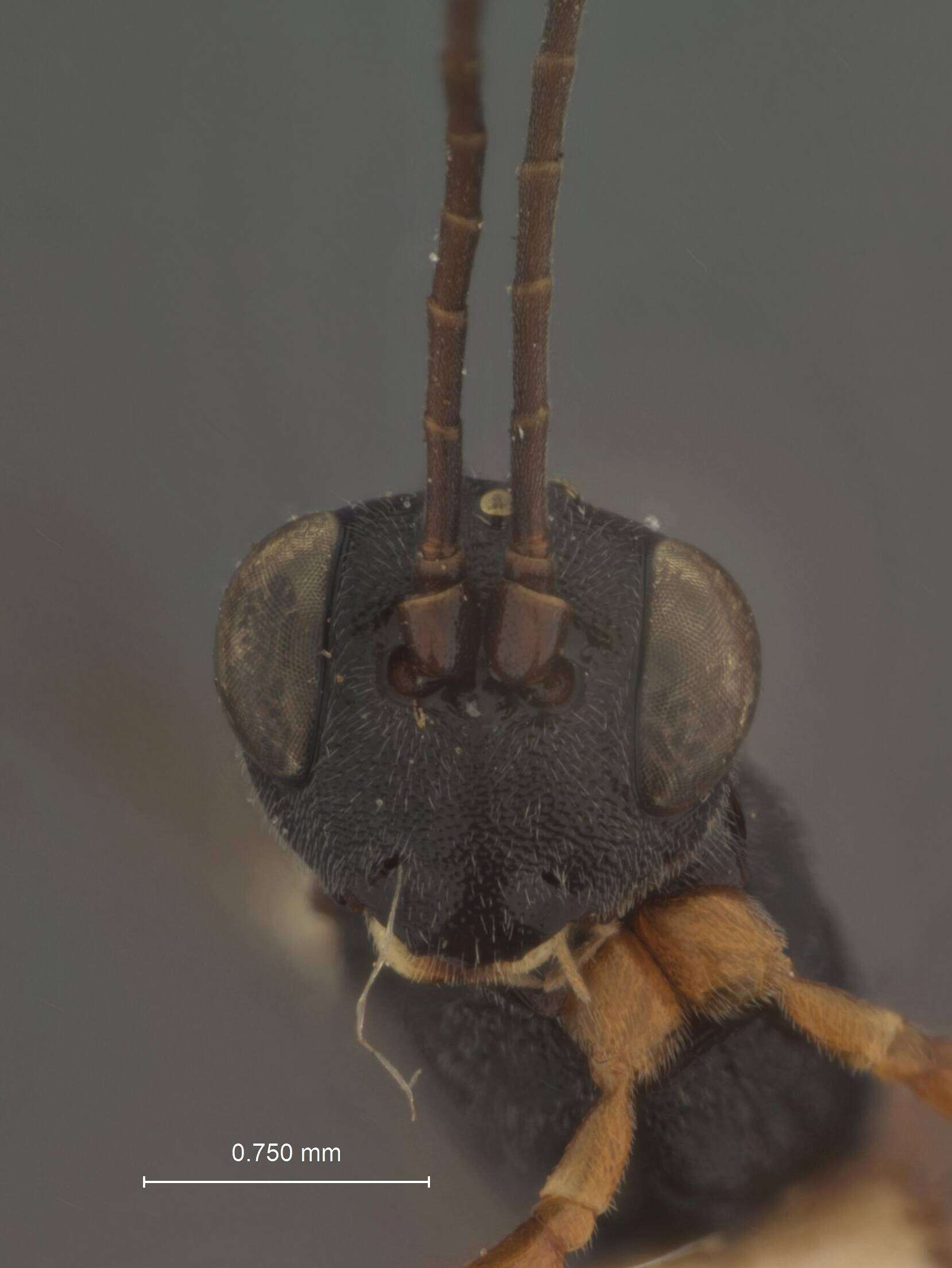 Image of Ischnopsidea Viereck 1914