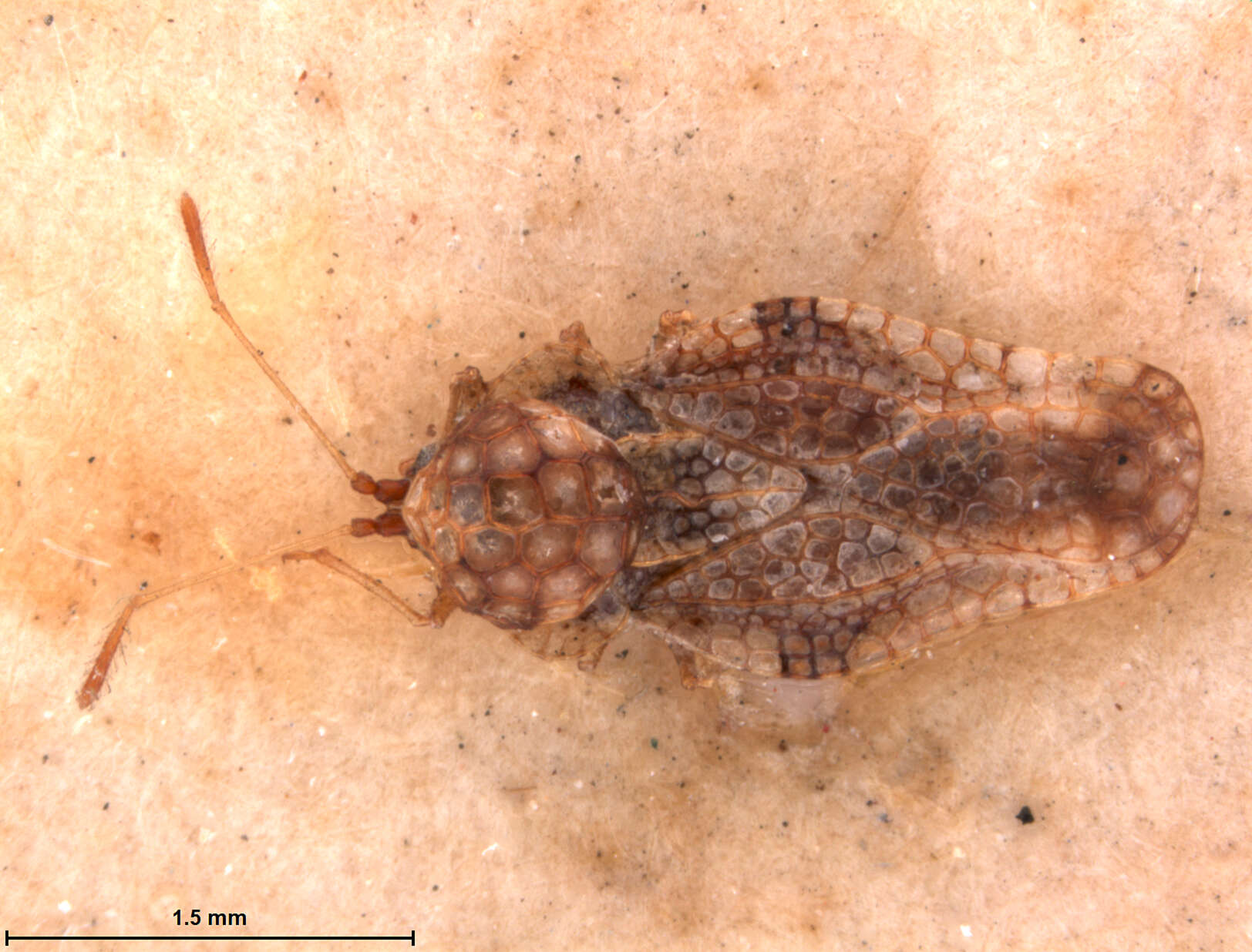 Image of Corythauma