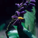 Imagem de Solanum uncinellum Lindl.
