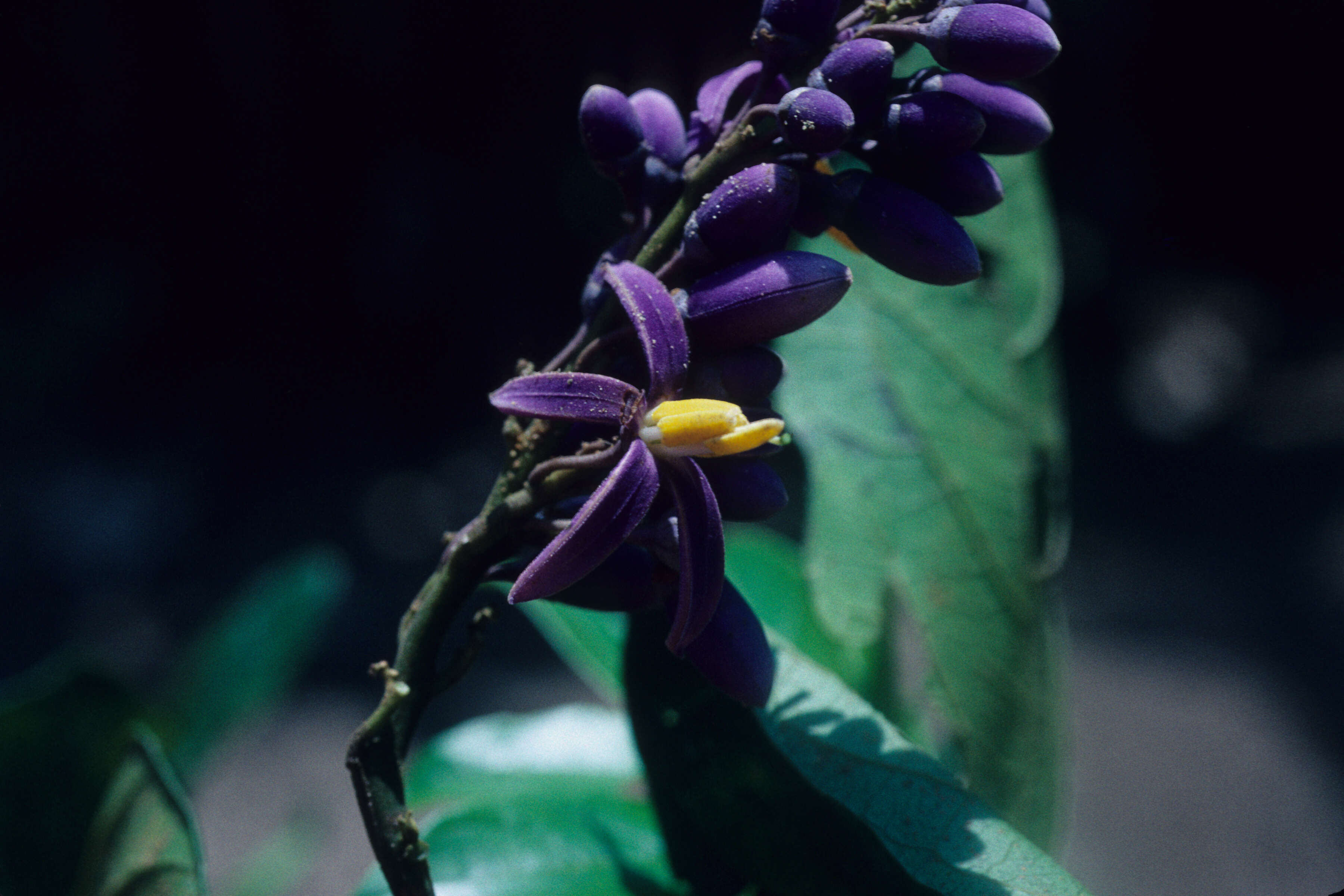 Image of Solanum uncinellum Lindl.