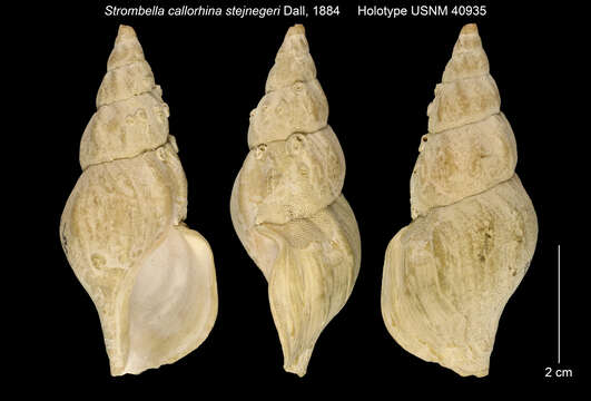 Volutopsius stejnegeri (Dall 1884) resmi