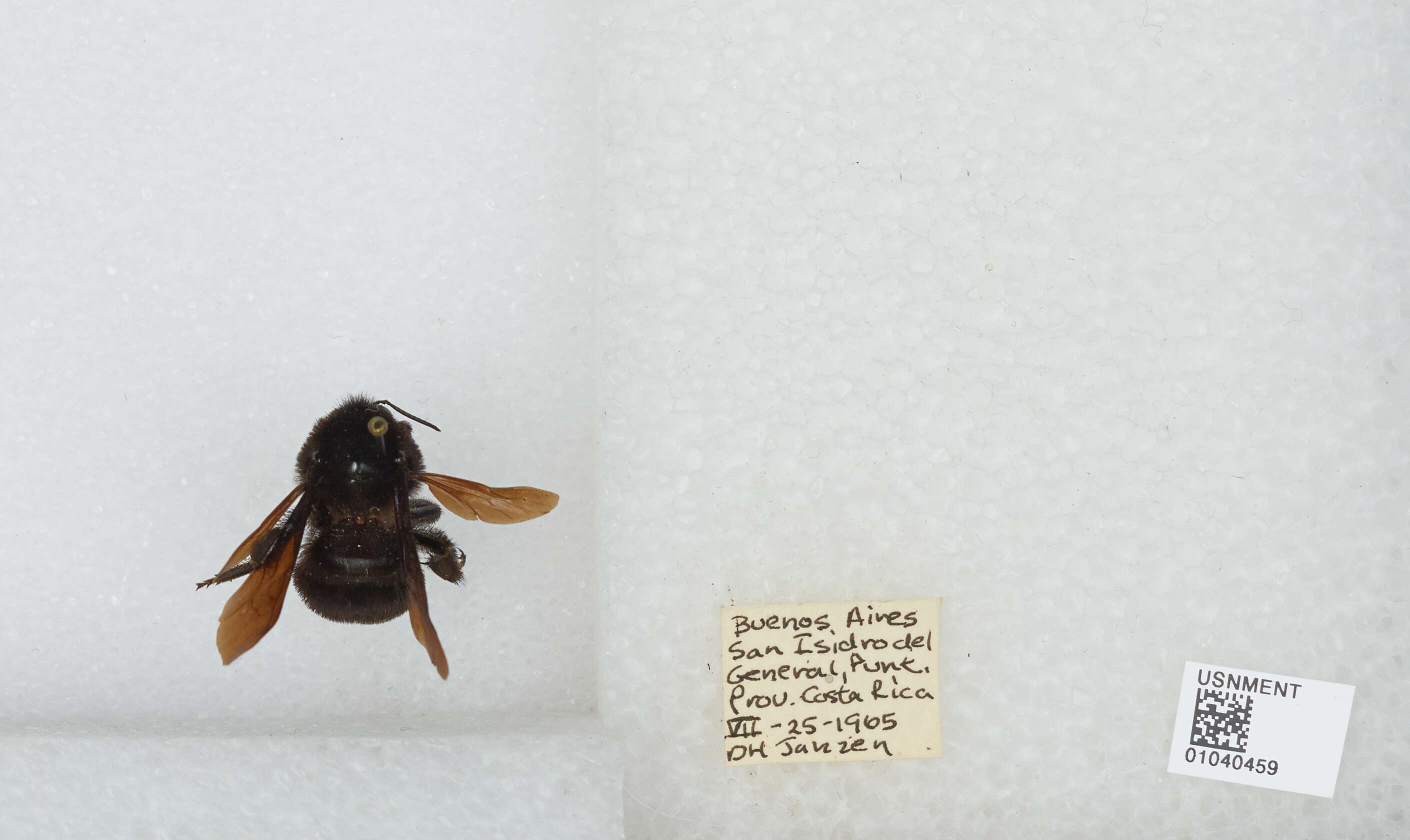 Image of Bombus pullatus Franklin 1913